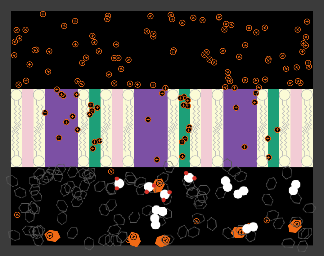 Cellular Respiration: Mitochondrial Electron Transport Chain preview image