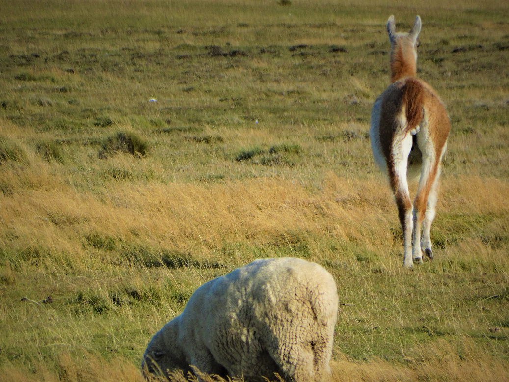 guanacos_vs_ovejas preview image