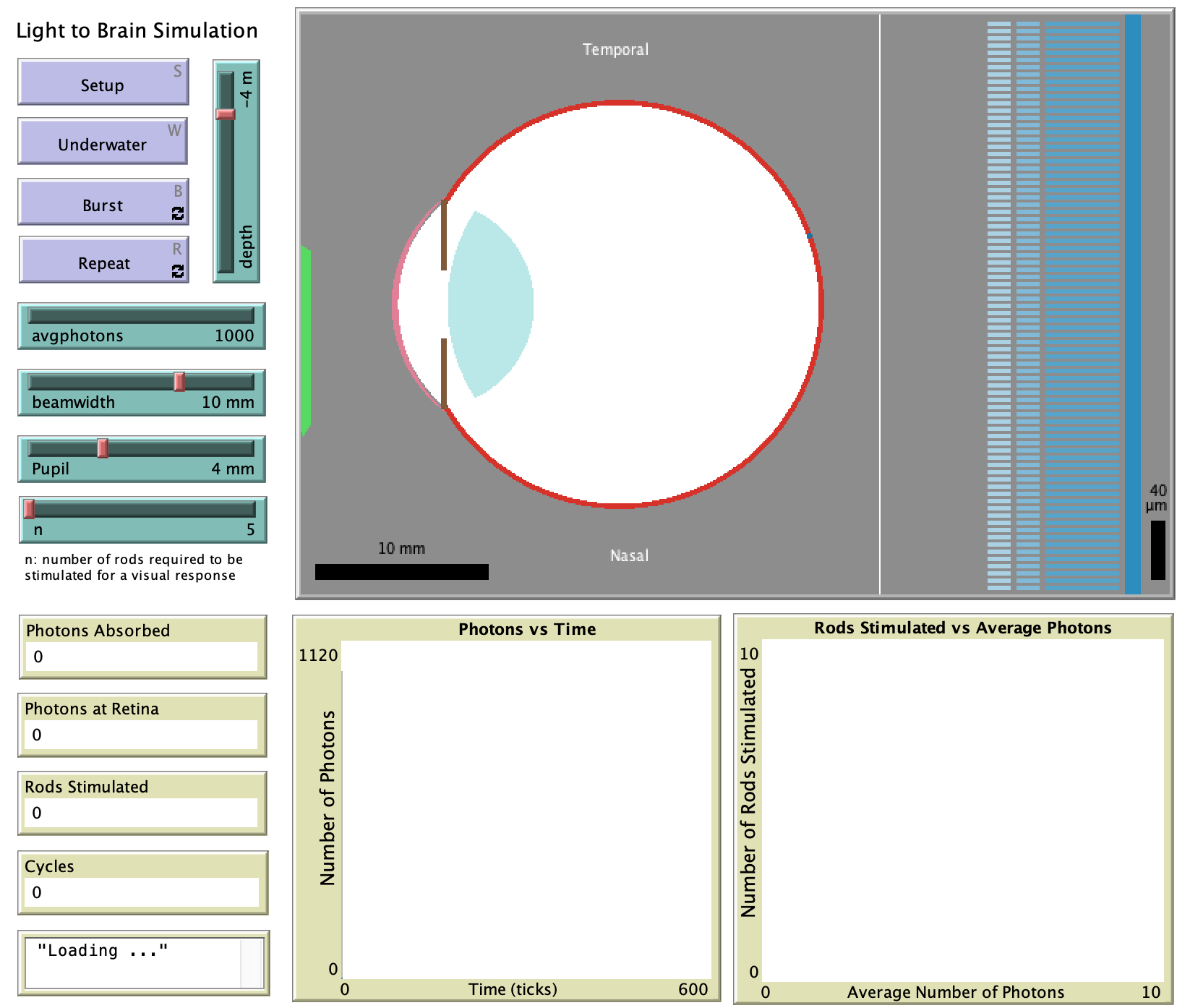 Light to Brain Model preview image